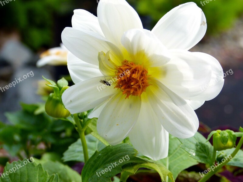 White Dahlia Flower Summer Plant