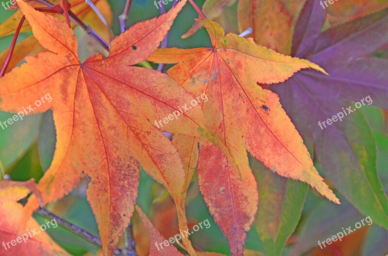 Leaf Leaves Forest Tree Red