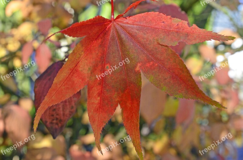 Leaf Leaves Autumn Sun Sunbeam