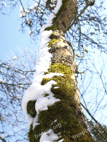 Tree Tribe Winter Snow Log