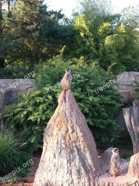 Meerkat Zoo Animal Animals Nature