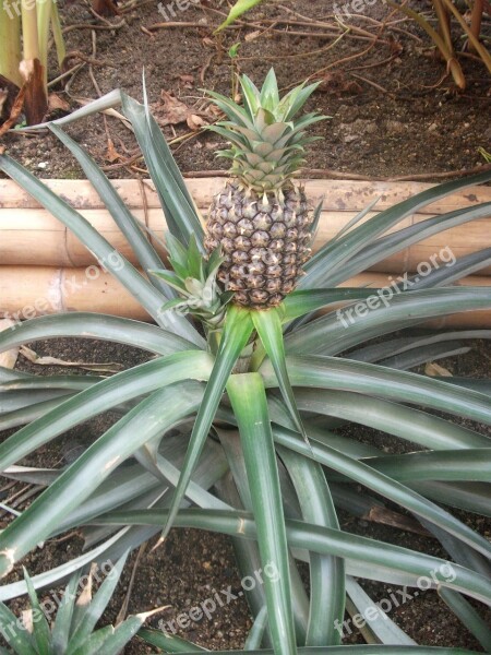 Pineapple Fruit Food Plant Tropical