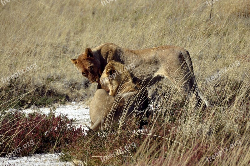 Lion Animals Safari Affection Wild