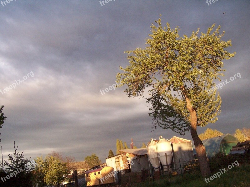 Tree Afternoon Sky Mood Gloomy