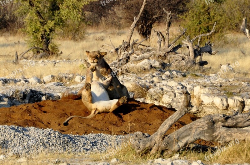 Lion Lioness Play Get It All Africa