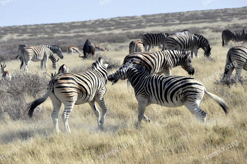 Zebras Fight Africa Safari Rank Fighting