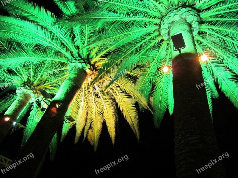 Green Light Electric Lighting Illumination Party Palms