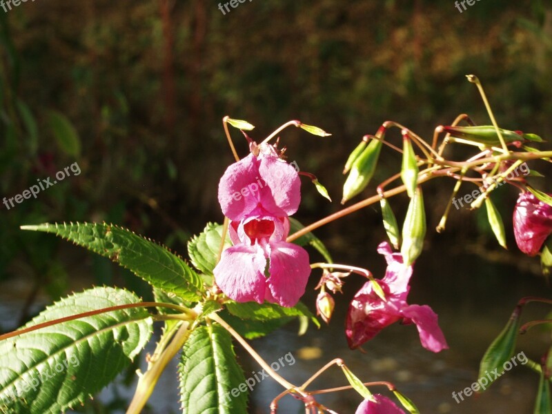 Balsam Blossom Bloom Purple Flower