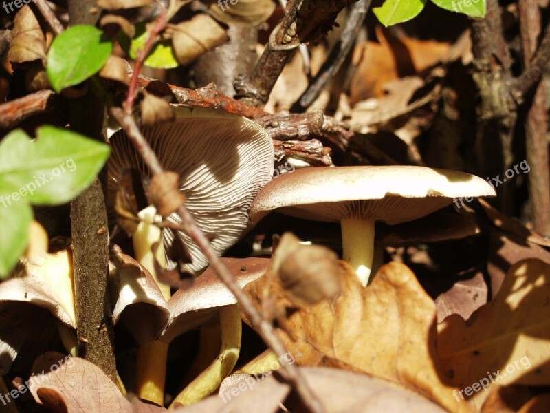 Mushrooms Brown Bottom Lamellar Leaves