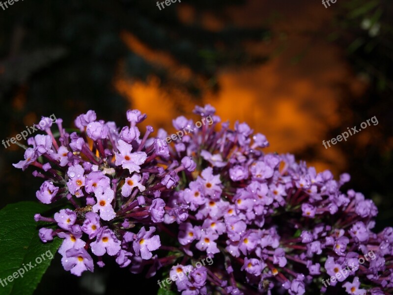 Rain Summer Flowers Free Photos