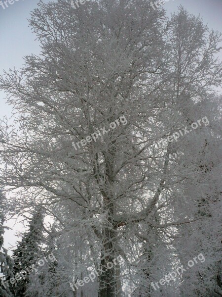 Winter Trees Winter Magic Snow Cold