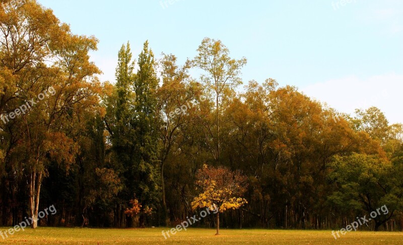 Tree Autumn Park Trees Prado