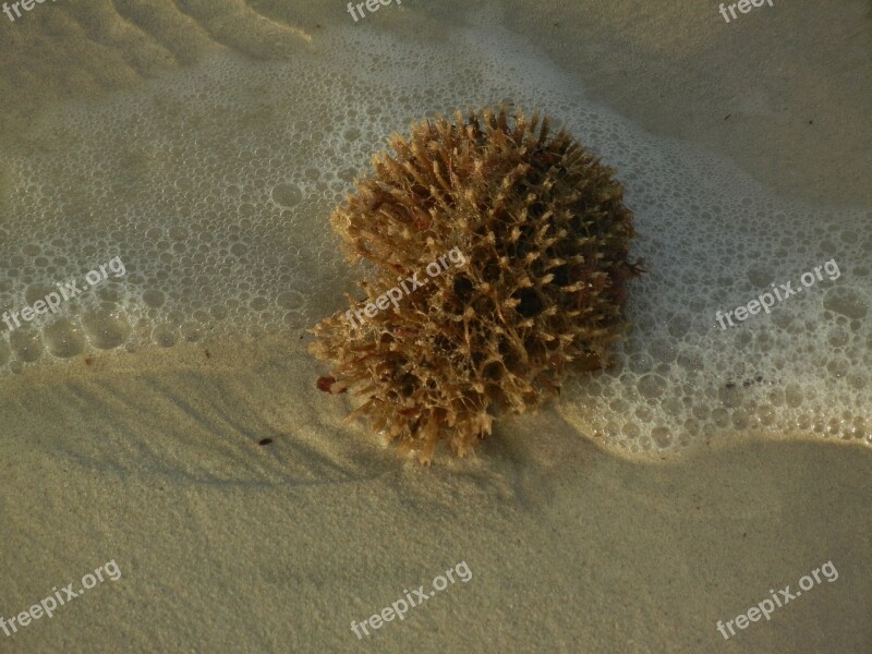 Sponge Beach Sea Water Sun