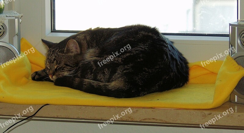 Cat Mackerel Sleeping Window Sill Tired