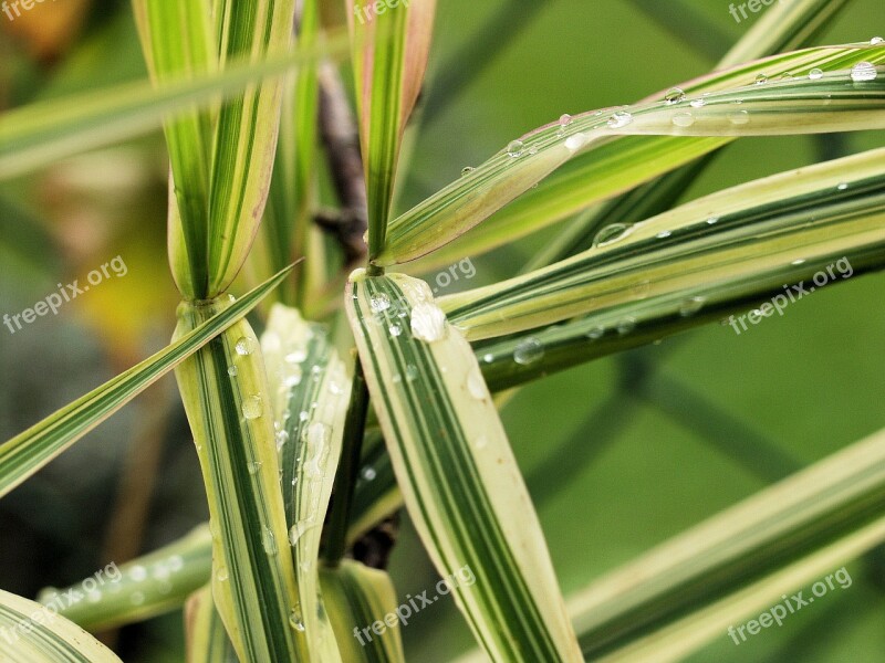 Bamboo Grassedit This Page Striped Green Drop Of Water Nature