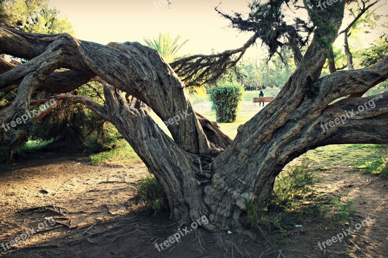 Tree Bark Trunk Wood Free Photos