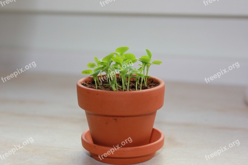 Herbs Garden Forget Me Not Free Photos