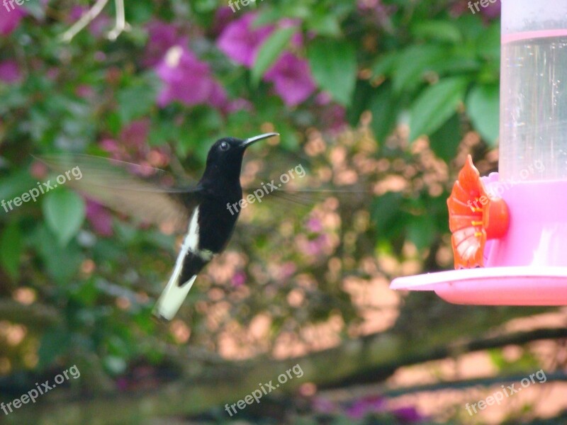 Hummingbird Bird Flying Free Photos