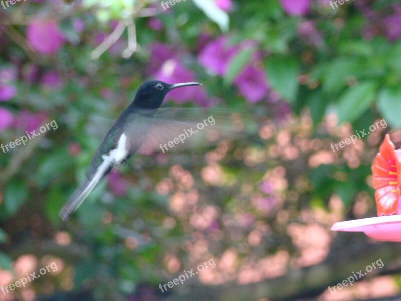 Hummingbird Paige Flight Of Beija Flor Colibri Free Photos