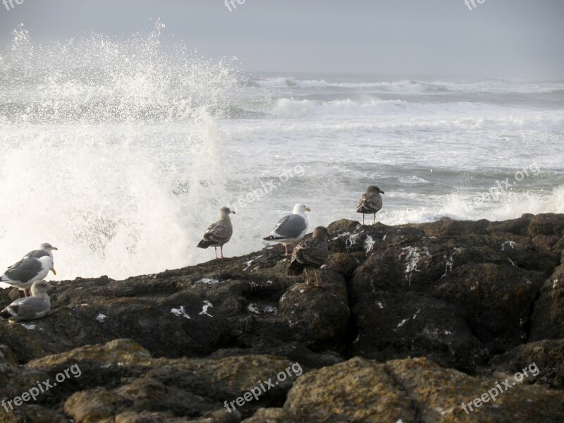 Seagulls Birds Waves Pacific Rocks