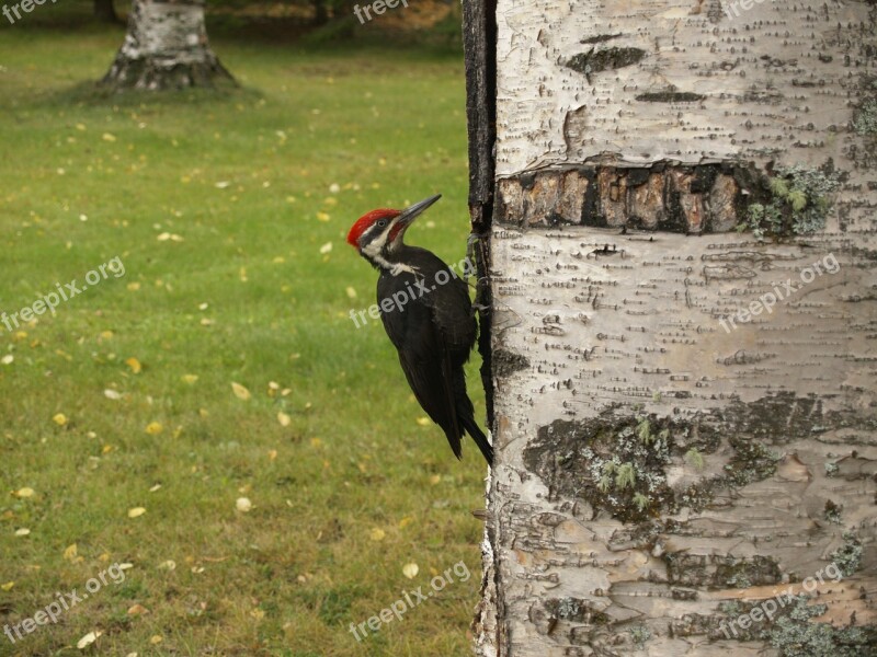 Woodpecker Bird Picking Tree Feathered