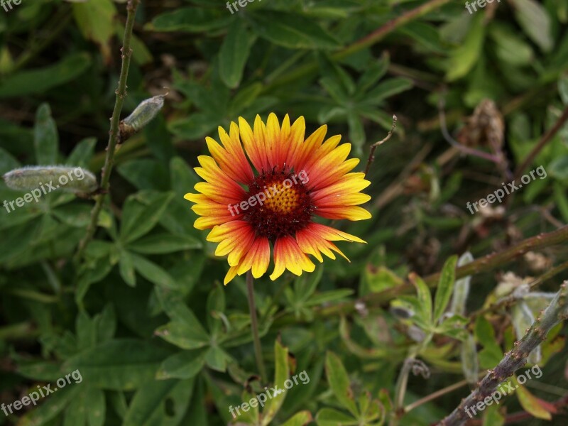 Colorful Wild Flower Flower Yellow Red