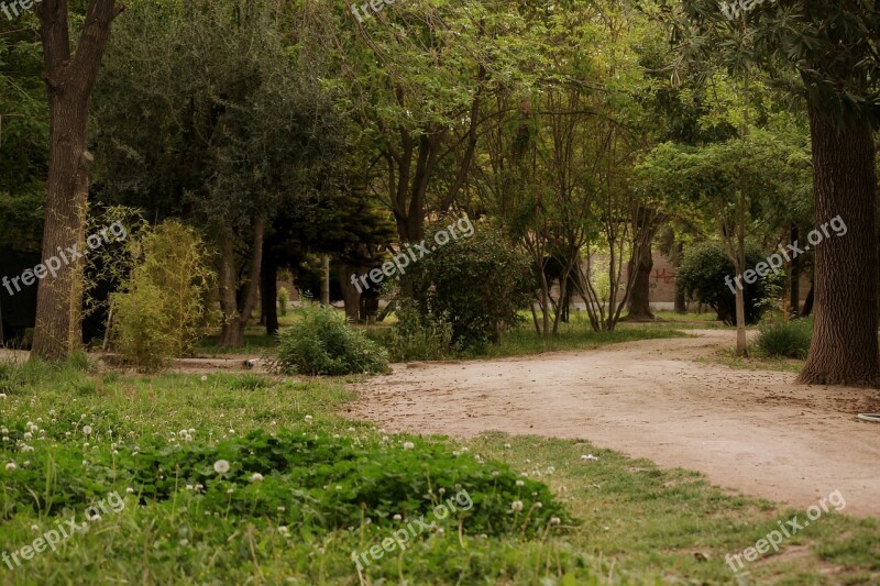 Path Trail Plants Trees Green