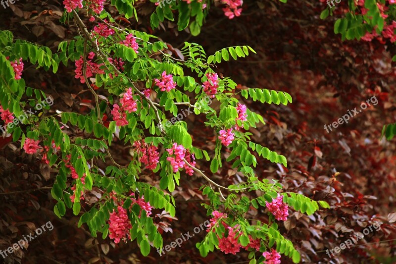 Branch Flowers Tree Branches Leaves