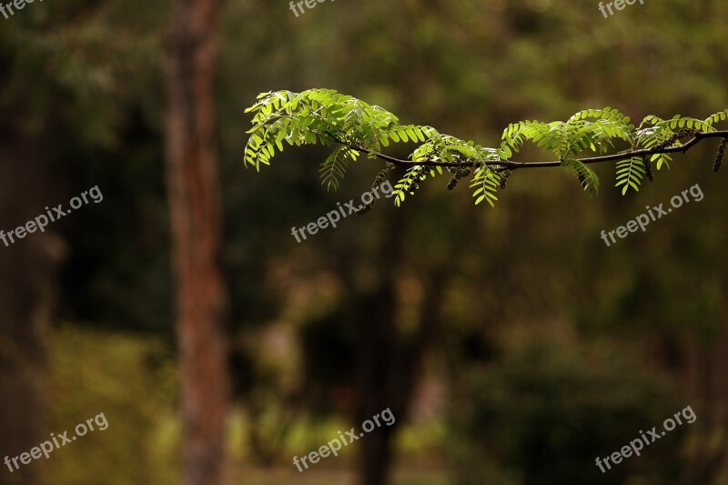 Branch Leaves Leaf Nature Tree