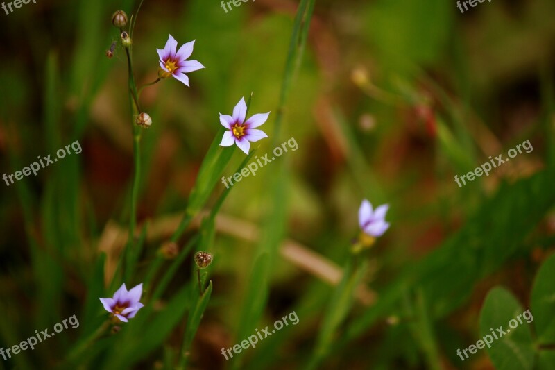 Flower Wild Wild Flower Nature Flowers