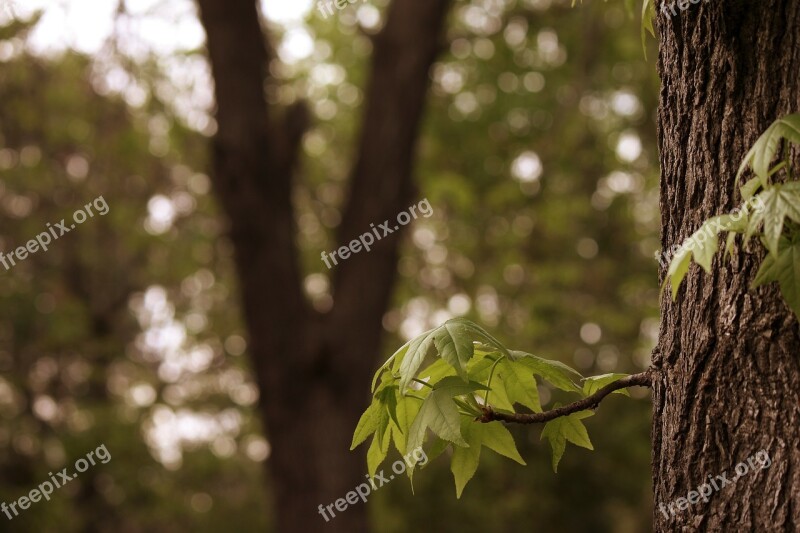 Branch Tree Leaves Green Leaf