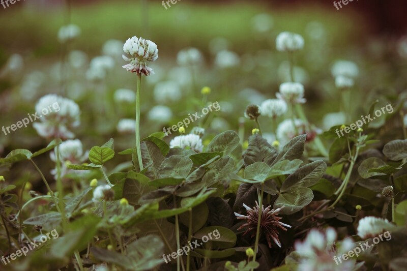 Clover Flower Wild Wild Flower Nature