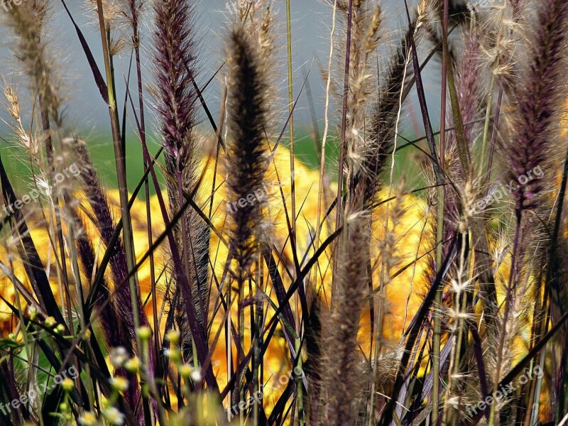 Grass Meadow Nature Plant Autumn