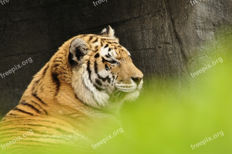 Tiger Big Cat Predator Animals Zoo