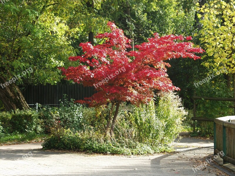 Japanese Maple Tree Fall Foliage Coloring Bright Red