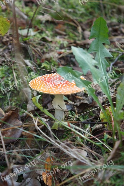 Red Mushroom Toxic Forest Fly Agaric Red