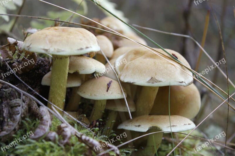 Mushrooms Poisonous Wild Mushrooms Toxic Wild