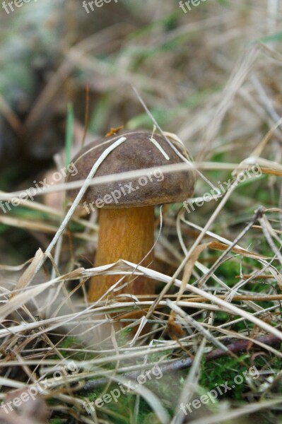 Mushroom Grass Brown Forest Edible