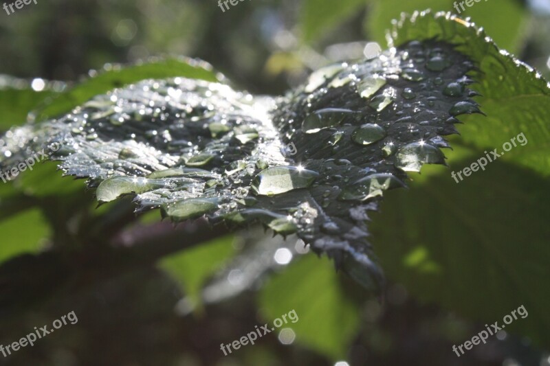 Rosa Drops Light Leaf Transparent