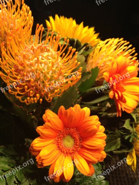 Flower Yellow Gerbera Plant Flowers