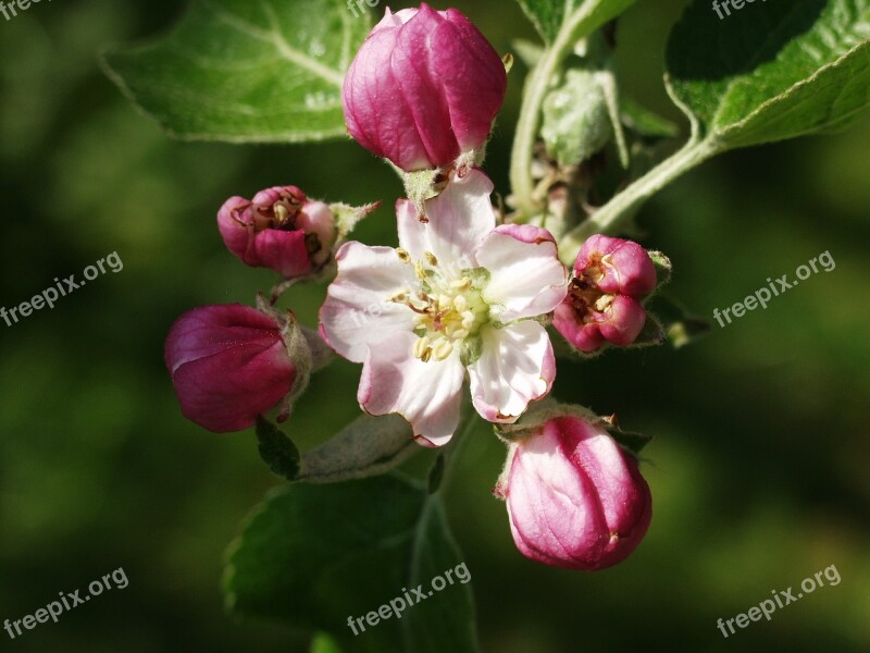 Apple Blossom Spring Nature Pink Free Photos