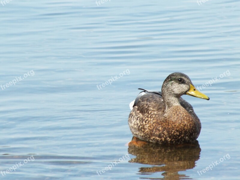 Duck Female Bird Water Lake