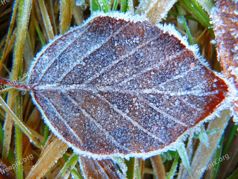 Hoarfrost Leaf Frozen Eiskristalle Crystals