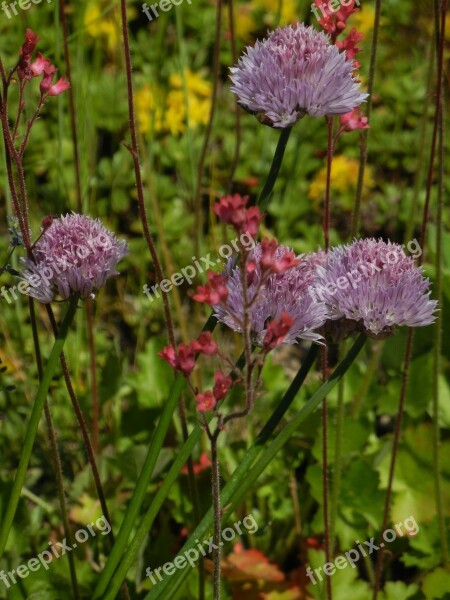 Summer Meadow Flowers Purple Spring Bloom