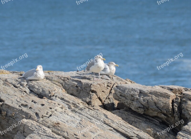 Birds Gulls Ocean Shore Beach