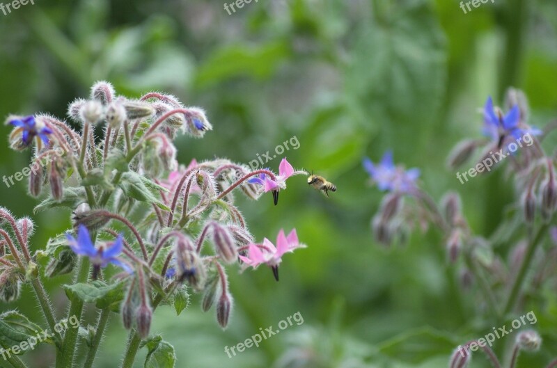 Bee Garden Summer Nectar Blue