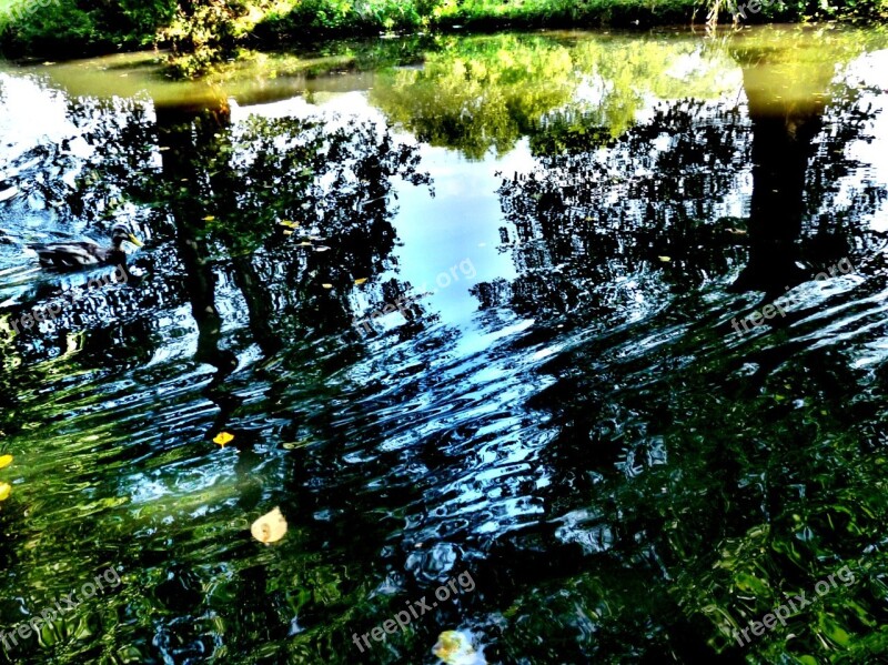 Trees Water Light Shadow Shadow Play