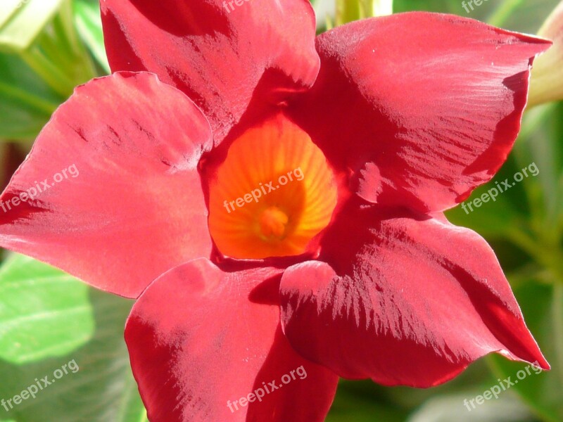 Mandevilla Bell Shaped Funnel Flower Blossom Bloom