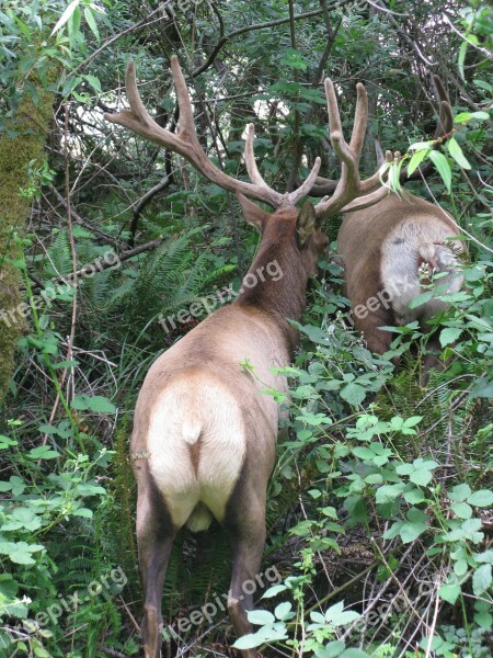 Hirsch Wild Antler Forest Mammal