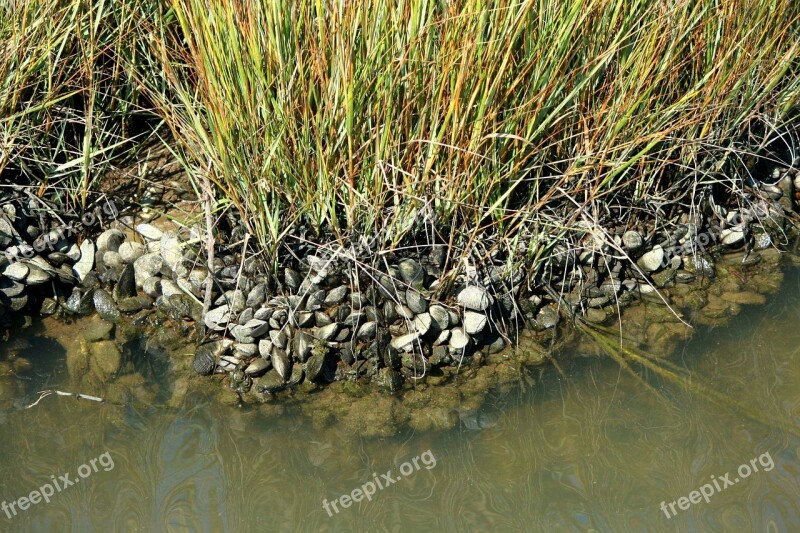 Mollusk Oysters Mussels Barnacles Low Tide